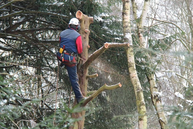tree expert
